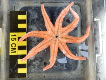 Media type: image; Invertebrate Zoology 151075
